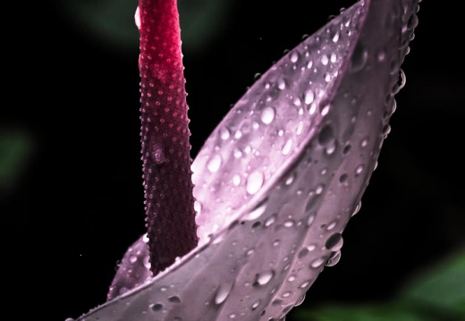 purple anthurium