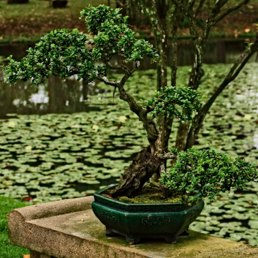 Japanese Garden - display this album Japanese Garden